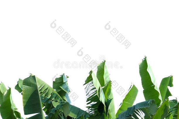 热带的<strong><strong>撕</strong>开</strong>的香蕉树叶和树枝向白色的隔离的英语字母表的第2个字母