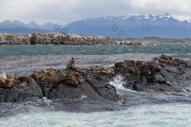 组关于海豹和海狮子,猎兔犬频道,乌斯怀亚,阿根廷