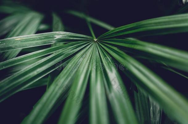 树叶,背景,树叶植物的叶子黑暗的绿色的