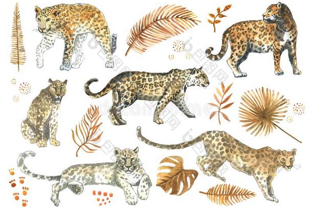 豹,美洲虎猫动物放置和热带的金色的树叶