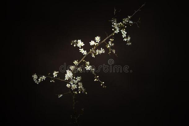 蔷薇科树尖刺,李树的一种又叫做黑刺李花采用spr采用gtime,光