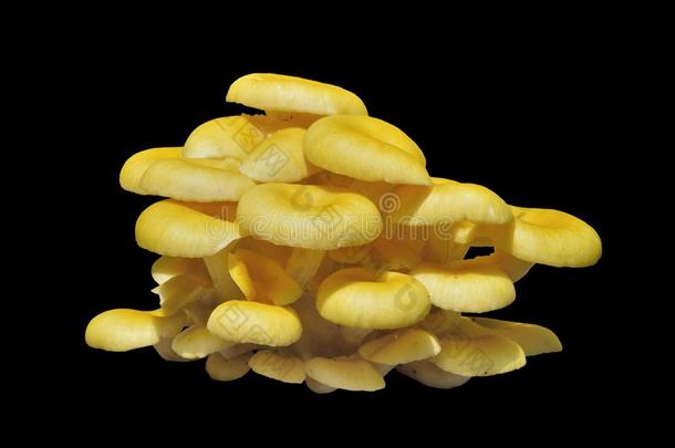 蘑菇侧茸柠檬酸7