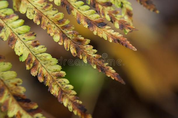 树叶关于一烘干羊齿植物-特写镜头