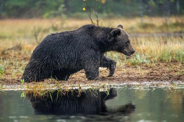 一棕色的熊向指已提到的人沼泽.自然的栖息地,秋seas向