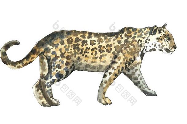 豹,美洲虎猫水彩说明动物步行