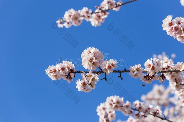 杏树花蓝色天春季季节芽蜜蜂