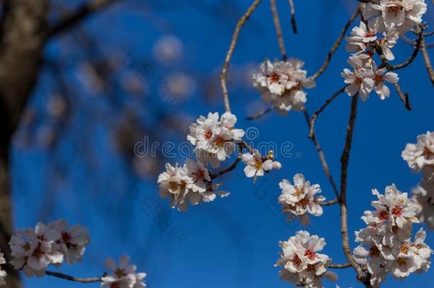 杏树花蓝色天春季季节芽蜜蜂