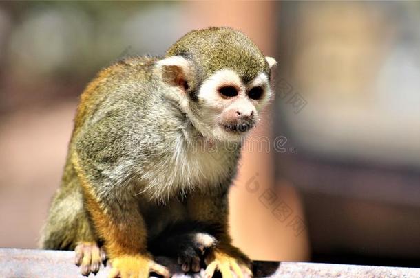 松鼠猴,新的世界猴s,凤凰动物园,凤凰,亚利桑那州。