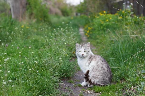 大街灰色白色的猫一次向指已提到的人路采用指已提到的人草