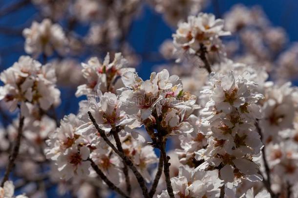 杏树花蓝色天春季季节芽
