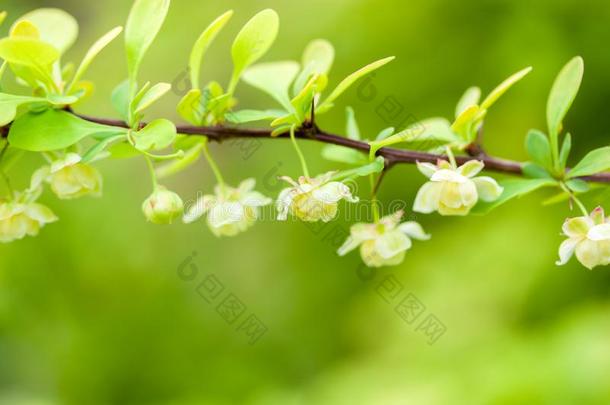 小树枝关于开花小檗属植物