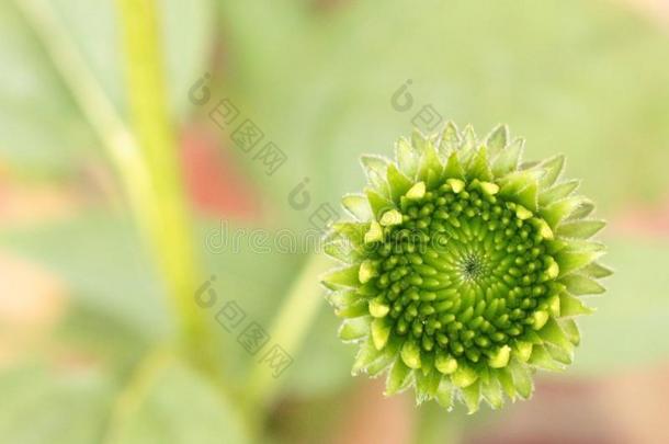 年幼的松果菊属植物花新兴的从芽.