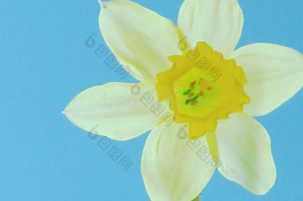 水仙花上端白色的和黄色的花瓣向一p一le蓝色b一ckground