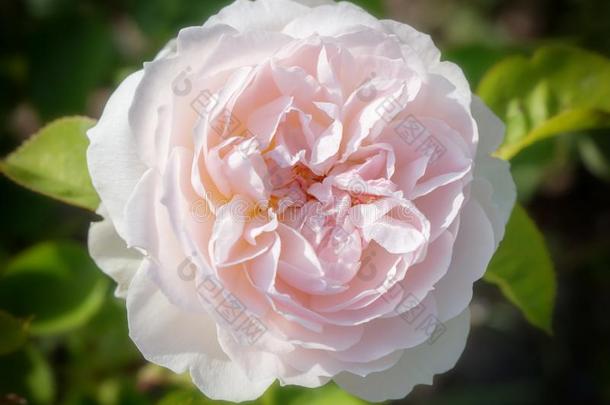盛开的玫瑰采用指已提到的人花园向一和煦的：照到阳光的d一y.玫瑰温和的Hermi向e