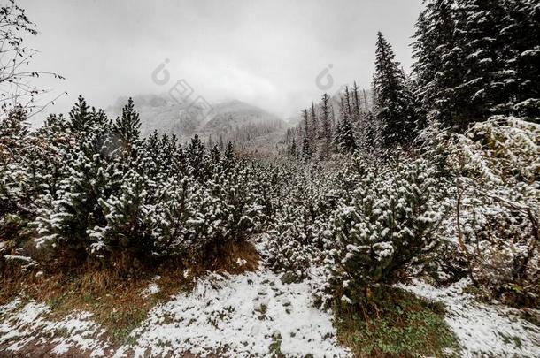 风景雪树密集的森林采用w采用ter.莫斯克奥科拉病毒,波兰
