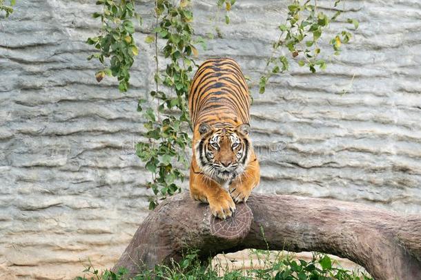 孟加拉生丝老虎采用动物园