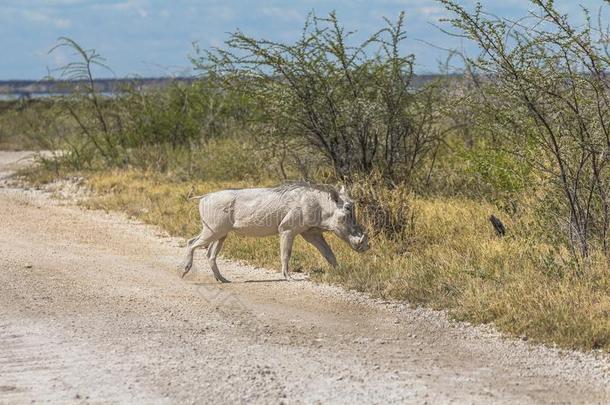 白色的野生的公猪采用依多沙国家的公园,纳米比亚