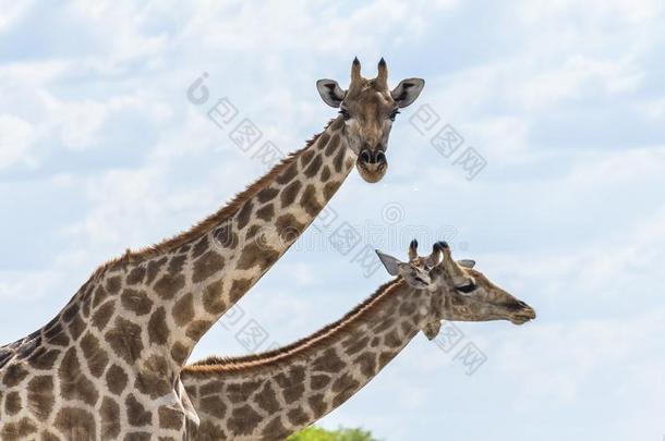 两个长颈鹿采用依多沙国家的公园