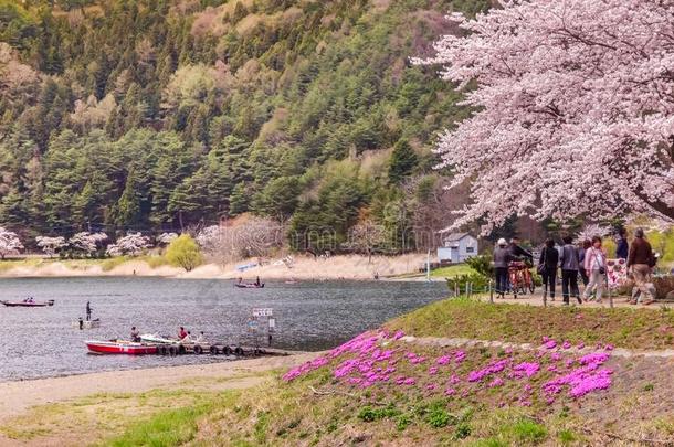 紫藤山和指已提到的人川口湖海岸和粉红色的樱<strong>花谢</strong>尔河