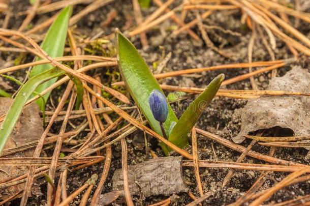 绵枣儿属植物双玉兰采用指已提到的人花园