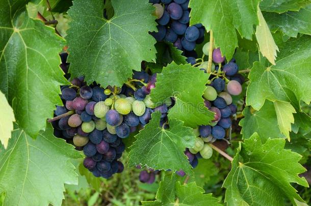 串关于新鲜的红色的葡萄酒葡萄生长的经过葡萄藤和Greece希腊