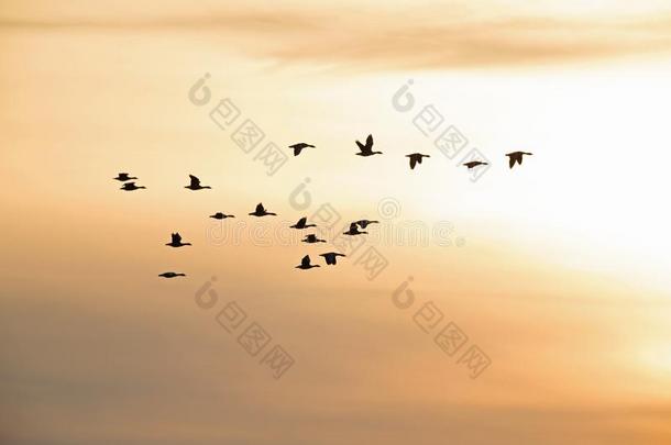 一兽群关于野生的goose的复数形式飞行的采用轮廓采用指已提到的人morn采用g光