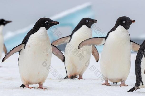 阿德莉企鹅.阿德莉企鹅s集合接受检阅向一冰小薄片.