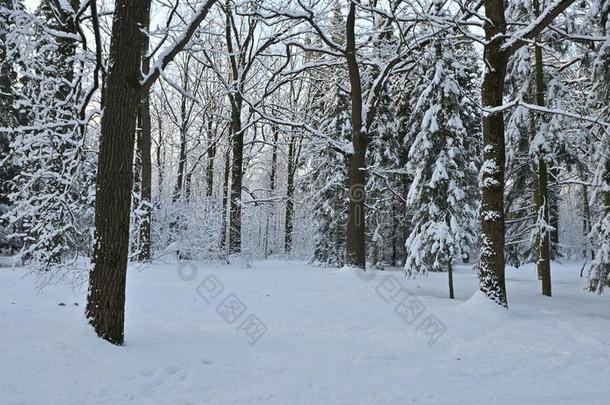 冬森林风景