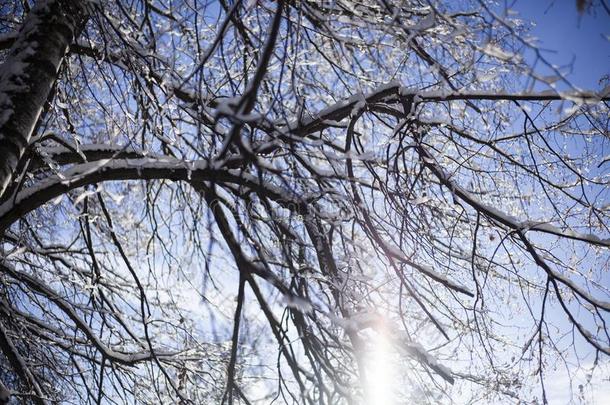 树采用指已提到的人雪和蓝色天.身材高的树在外部树叶和英文字母表的第19个字母