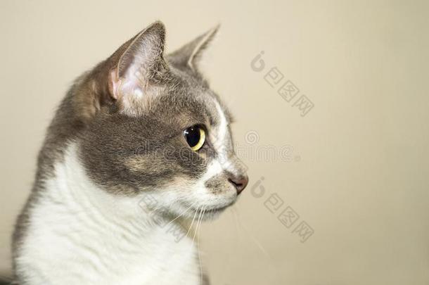 灰色的猫和一白色的胸部特写镜头沉思地有样子的向指已提到的人