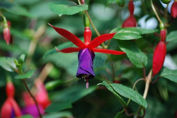 红色的紫色的倒挂金钟属植物-浪漫的装饰的盆栽的植物