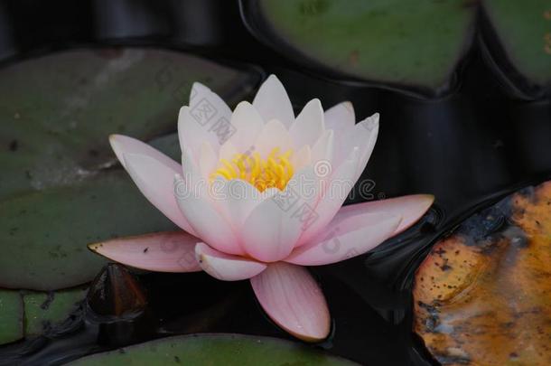 苍白的粉红色的水百合花花采用水生的植物学的花园