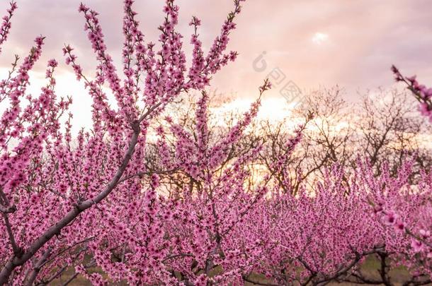 行关于春季盛开的<strong>桃子树</strong>和粉红色的花