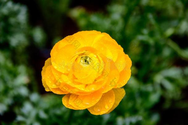 黄色的毛茛属植<strong>物美</strong>丽的花瓣采用指已提到的人花园.