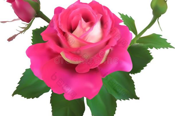 粉红色的玫瑰花和两个<strong>小</strong>的<strong>芽</strong>向白色的