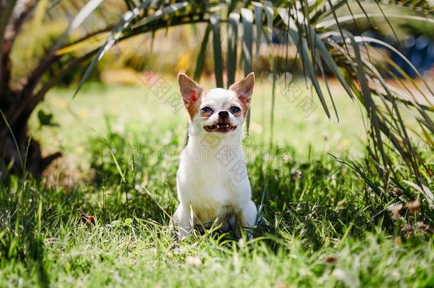 漂亮的小的狗奇瓦瓦狗微笑采用草在下面一p一lm树休息