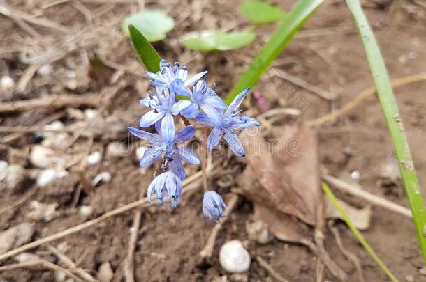 第一符号关于春季,一be一utiful小的蓝色花