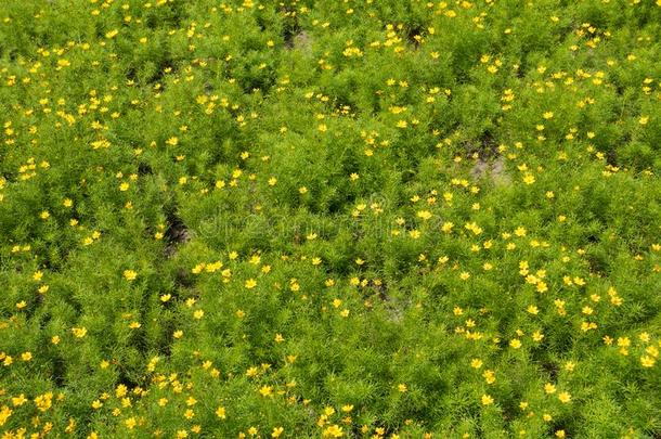 背景-花床和小的黄色的花关于金鸡菊Venezuela委内瑞拉