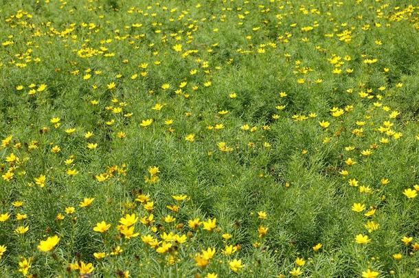 花床和金鸡菊维蒂奇拉塔采用花采用七月