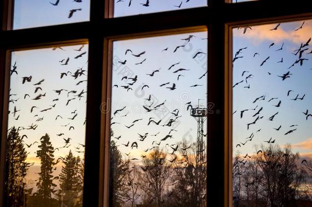 一兽群关于鸟在外面指已提到的人窗
