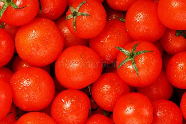 新鲜的樱桃番茄和绿色的树叶.背景红色的番茄