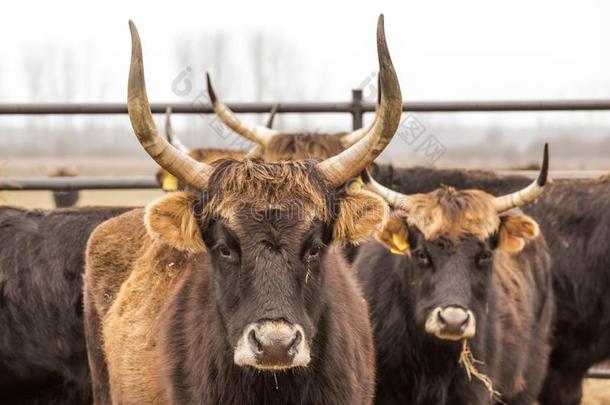 int.真见鬼牛,奶牛和公牛向冬天的牧草地和敞开的stablel