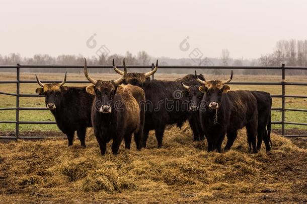 int.真见鬼牛,奶牛和公牛向冬天的牧草地和敞开的稳定的