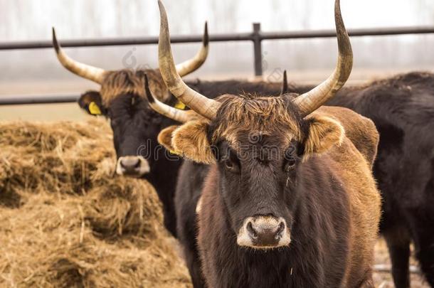 int.真见鬼牛,奶牛和公牛向冬天的牧草地和敞开的Stablel