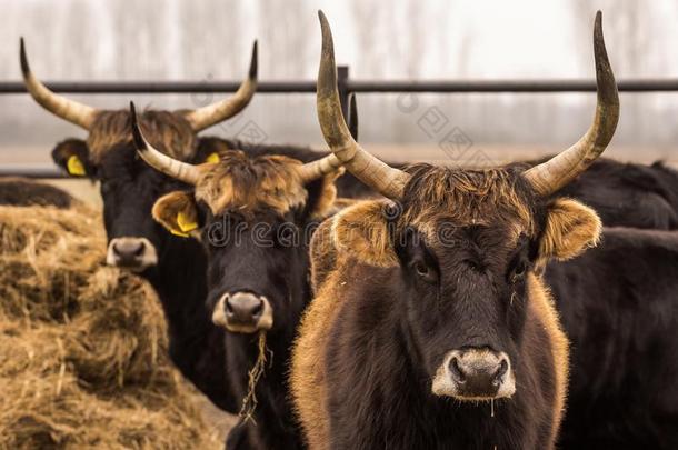 int.真见鬼牛,奶牛和公牛向冬天的牧草地和敞开的稳定的
