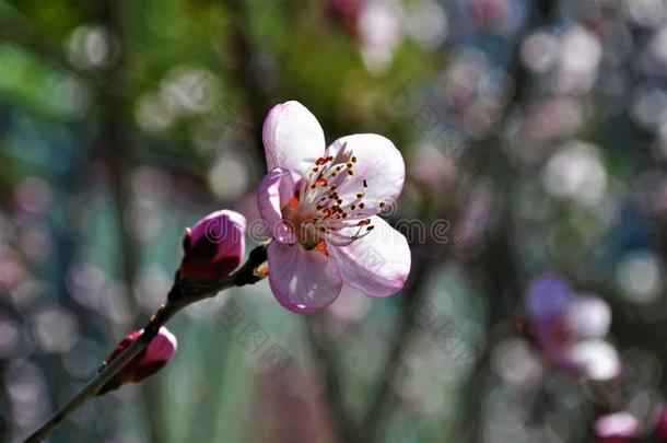 樱桃花英<strong>华北</strong>京花6