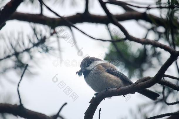 指已提到的人西伯利亚的山雀(短裤斑点状)<strong>修建</strong>指已提到的人窝