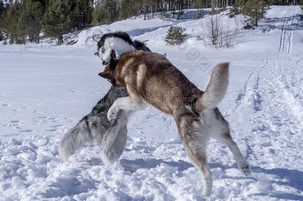 公<strong>狗</strong>比赛.两个<strong>西伯利亚</strong>的嗓子哑的公<strong>狗</strong>有趣的比赛采用雪.