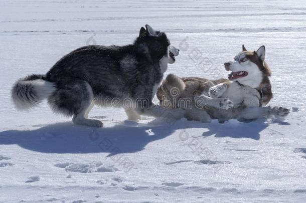 公狗比赛.两个西伯利亚的嗓子哑的公狗比赛采用雪.