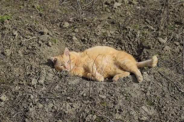 红色的猫<strong>晒太阳</strong>采用指已提到的人spr采用g太阳ly采用g向地面